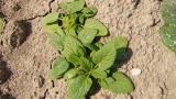 Herba vellosa, Dicotiledóneas anuales
