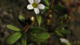 Saxifraga de tres dedos, Dicotiledóneas anuales