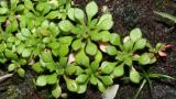 Saxifraga de tres dedos, Dicotiledóneas anuales