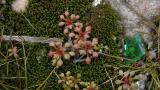 Saxifraga de tres dedos, Dicotiledóneas anuales