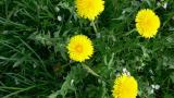 Diente de león, Dicotiledóneas perennes