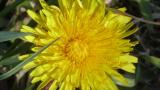 Diente de león, Dicotiledóneas perennes