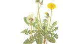 Diente de león, Dicotiledóneas perennes