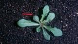 Diente de león, Dicotiledóneas perennes