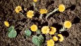 Tusilago, Dicotiledóneas perennes