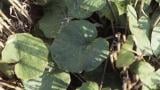 Tusilago, Dicotiledóneas perennes