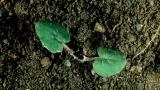 Tusilago, Dicotiledóneas perennes