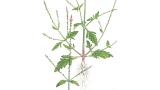 Verbena, Dicotiledóneas perennes