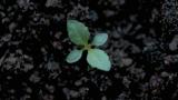 Verbena, Dicotiledóneas perennes