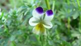 Violeta de los campos, Dicotiledóneas anuales