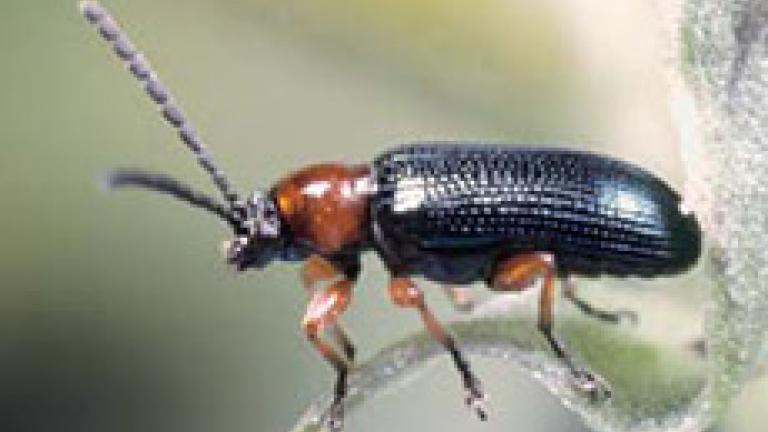 escarabajo en hoja