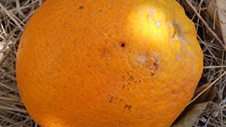 picada mosca de la fruta
