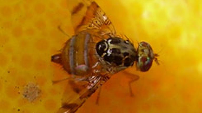 mosca de la fruta