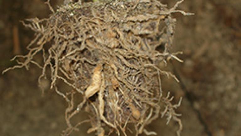 nematodos en pimientos