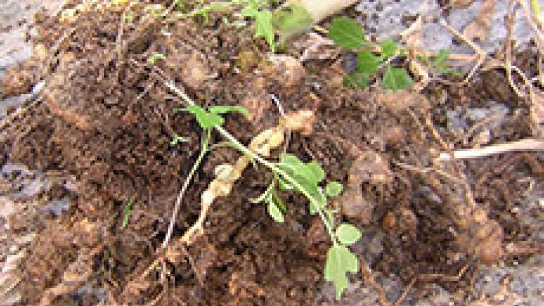 nematodos