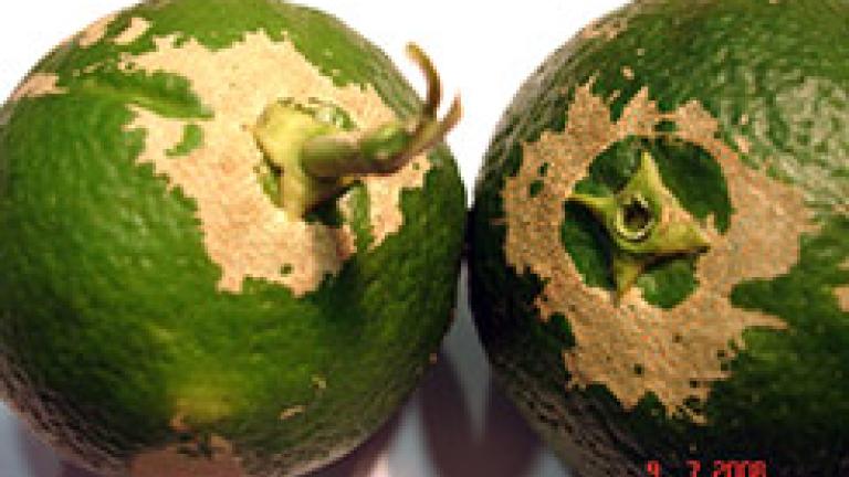 pezotrips en citricos
