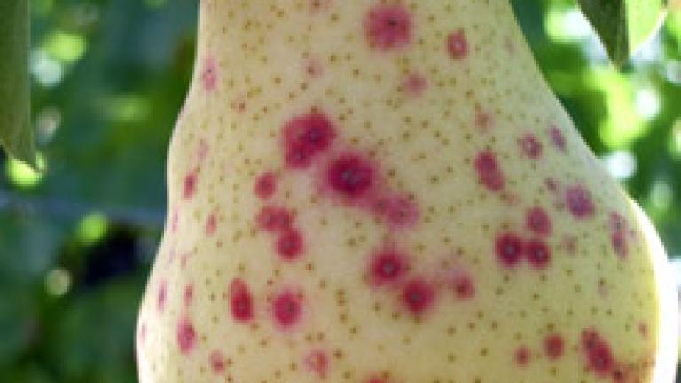 piojo san jose en fruto