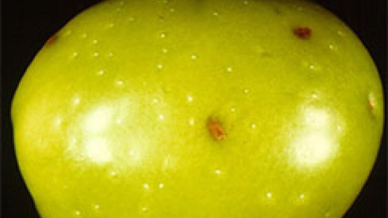 fruto picado