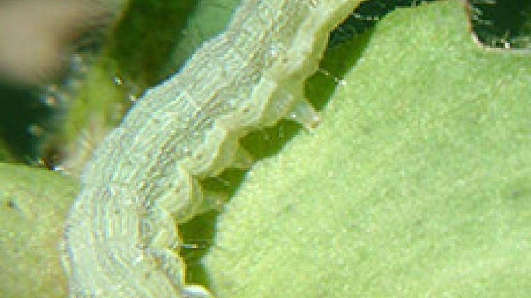helicoverpa armigena 2