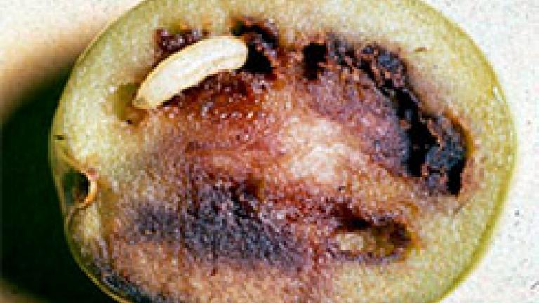 larva en fruto