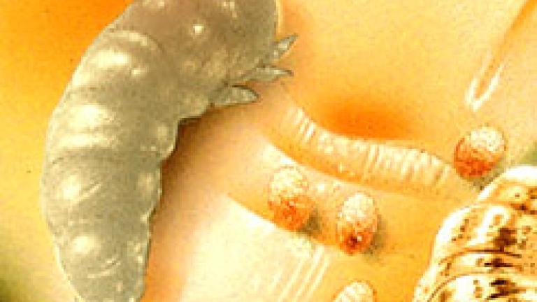 larva de prays