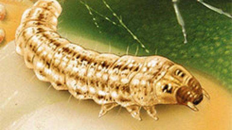 larva de prays 2