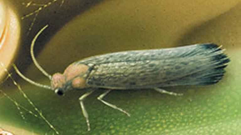 polilla de prays