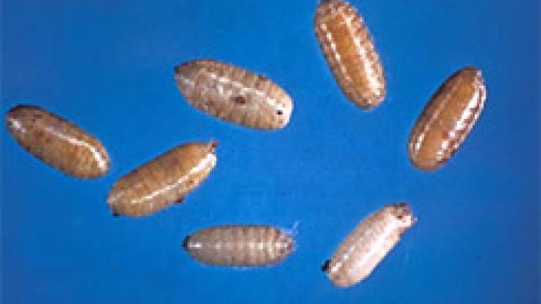 pupas