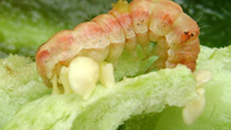 helicoverpa armigera