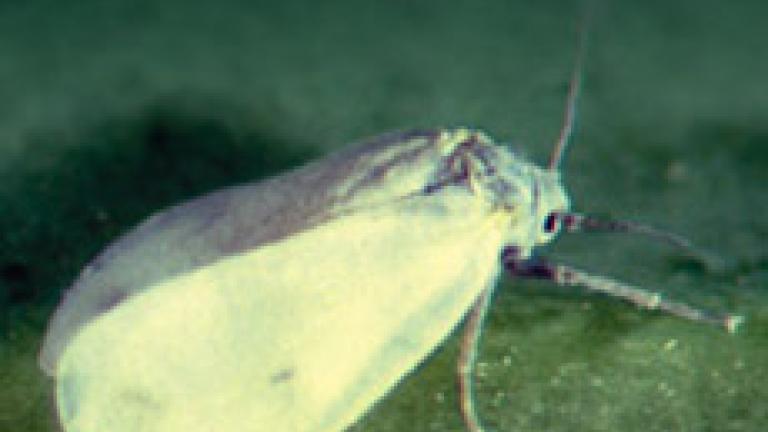 mosca blanca