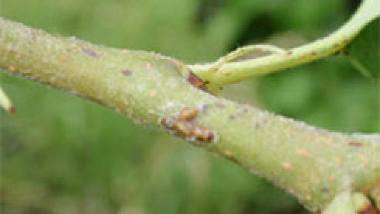 psila 2