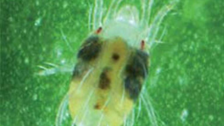tetranichus urticae