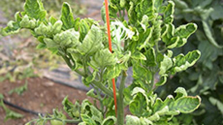 mosca blanca en tomate