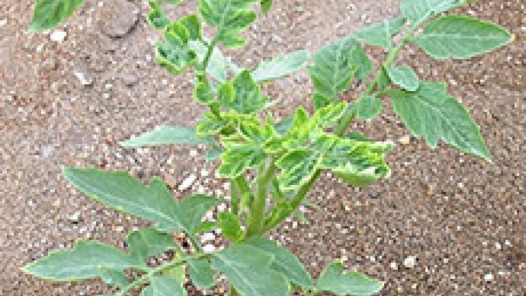 mosca blanca en tomate 2