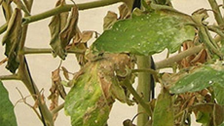 hojas dañadas por vasates