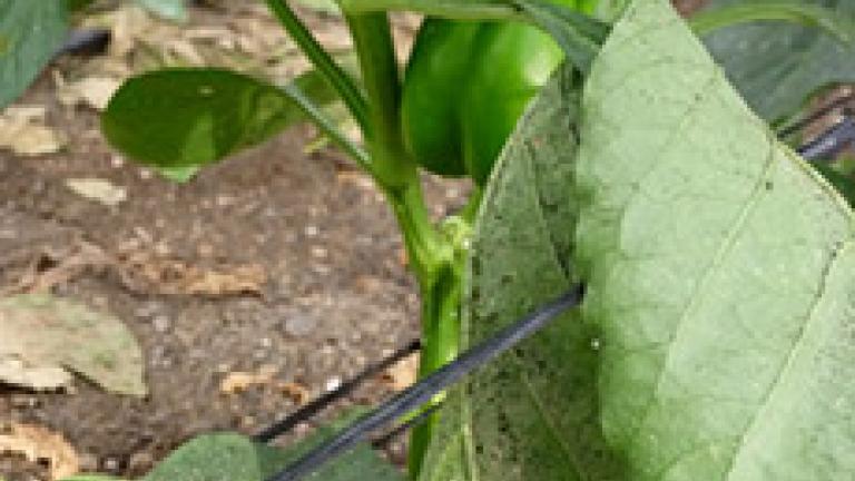 mosca blanca en hoja de pimiento 2