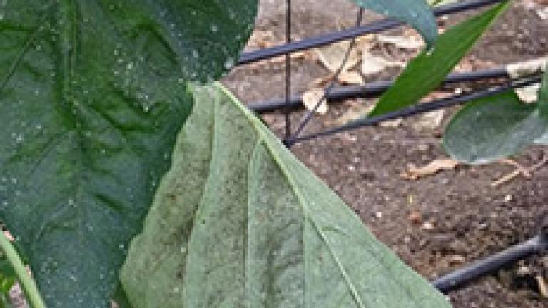 mosca blanca en hoja de pimiento 3