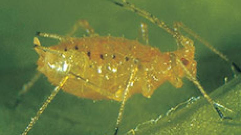 narvosia ribis nigri
