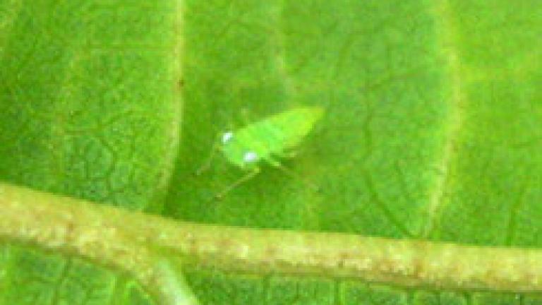 mosquito verde adulto