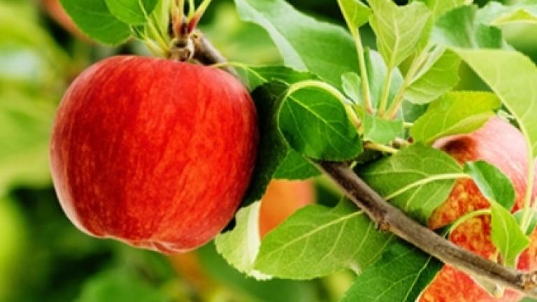 Frutales
