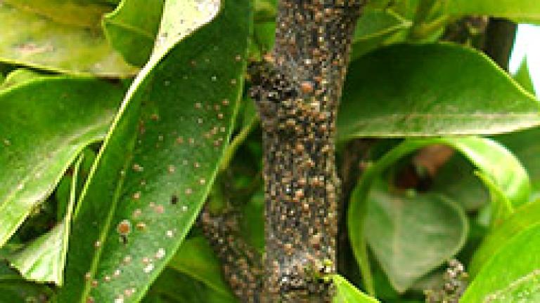aonidiella aurantii en madera