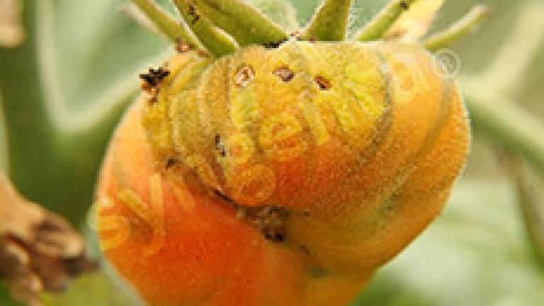 fruto dañado por tuta