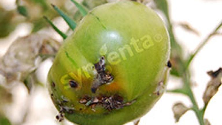 fruto dañado por tuta 2