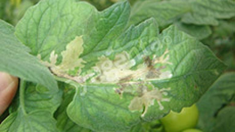 hoja dañada por tuta