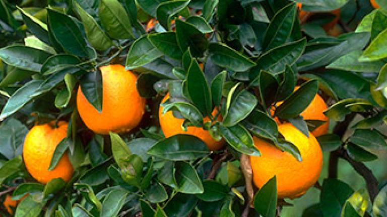 cultivo de Cítricos