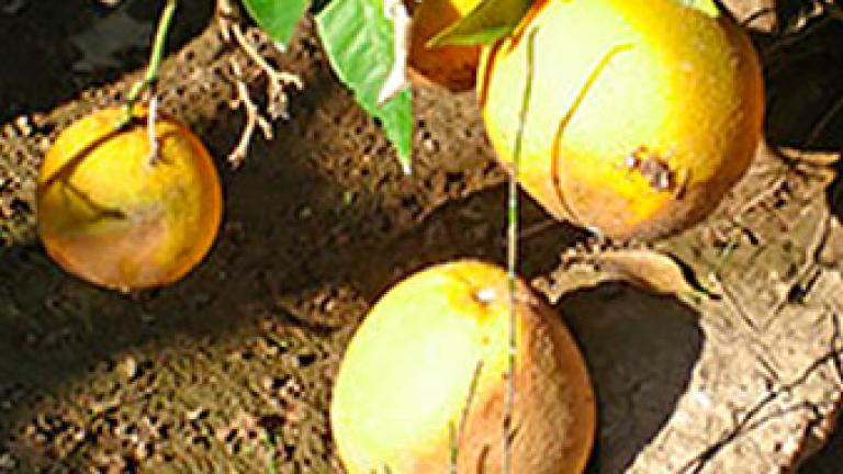 Enfermedades cítricos