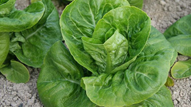 Lechuga
