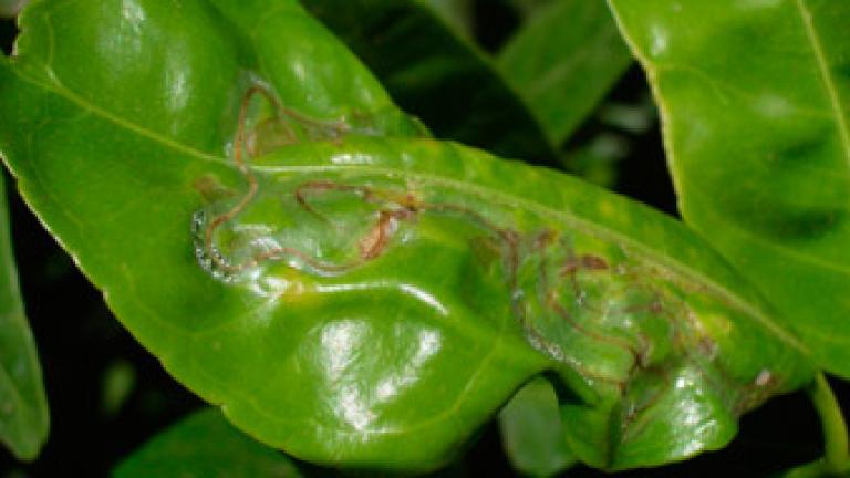 Plagas Cítricos