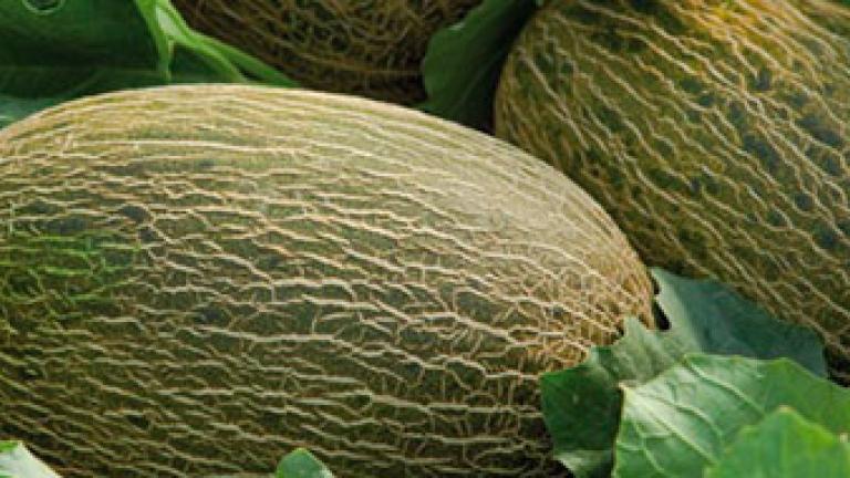 cultivo del Melón