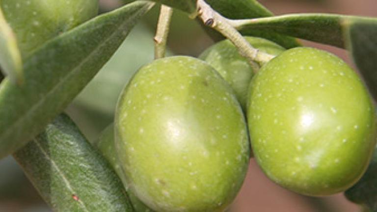 cultivo de Olivar